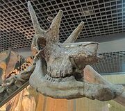 220px-Shansitherium tafeli Beijing