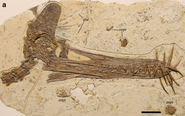 File:Flying-reptile-pterosaur-guidraco-venator-naturwissenschaften-springer.jpg