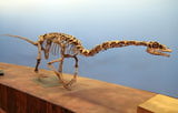 Falcarius