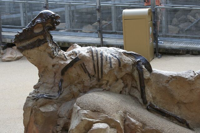 File:Pachycephalosaurus Fossil at Boneyard.jpg