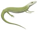 Protorothyris archeri
