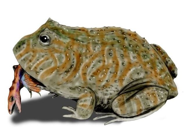 File:Beelzebufo BW.jpg