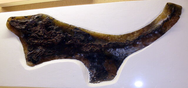 File:Pristichampsus magnifrons.jpg