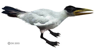 Ichthyornis