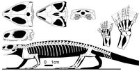 Barasaurus-skeleton
