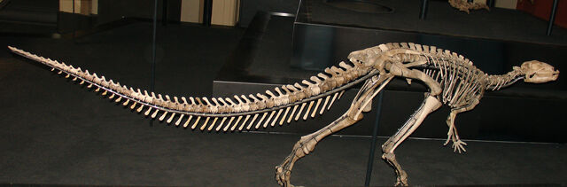 File:Dysalotosaurus lettowvorbecki Skeleton.jpg