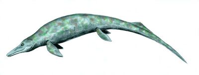 Cymbospondylus restoration