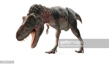 Tarbosaurus GI