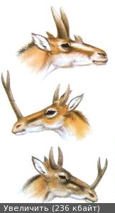 Lambdoceras