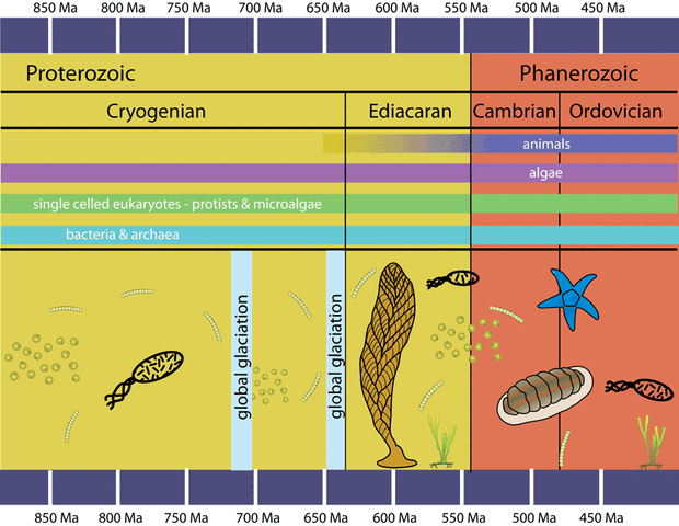 File:Neoproterozoic-Zoom3.gif