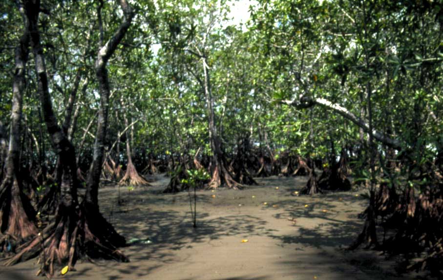 Mangrove Swamps | Dinopedia | FANDOM powered by Wikia