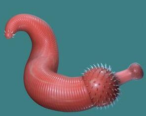 Scolecofurca