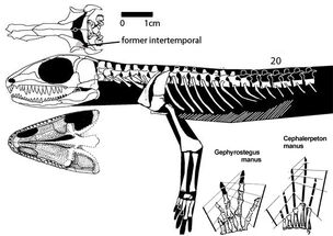 Cephalerpeton ventriarmatum skeleton