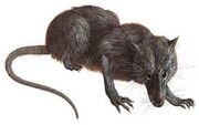 Megazostrodon