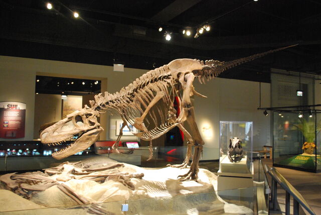 File:Field Museum Daspletosaurus.jpg