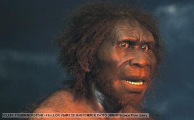 Homo erectus 1