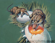 C0048068-Megazostrodon-SPL