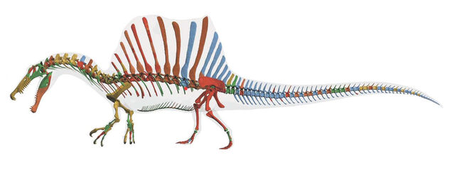 File:Spinosaurusskeleton.jpg