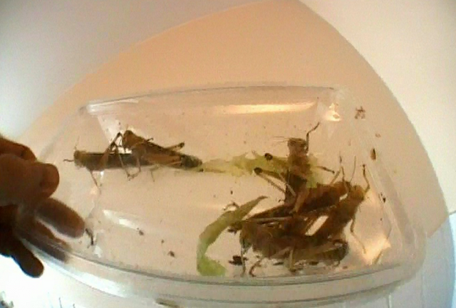 File:Locust.png