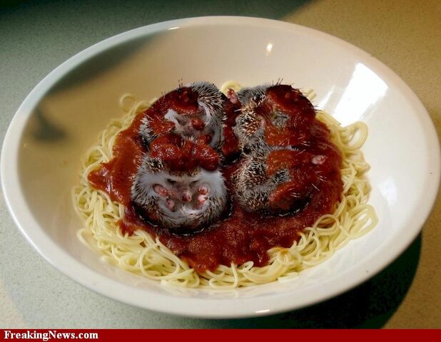 File:Hedgehog-Meatballs--30272.jpg