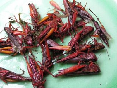 Locust