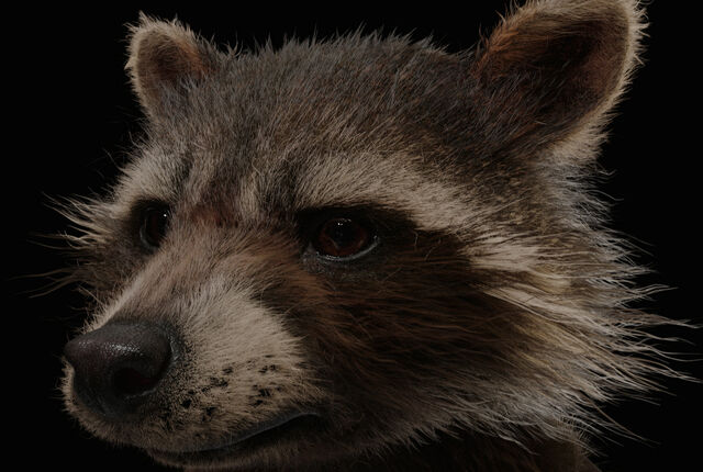 File:Rockets Face 01.jpg