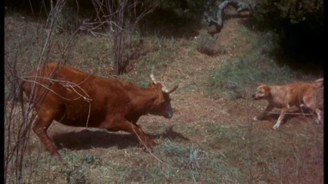 File:Old Yeller vs Rose.jpg