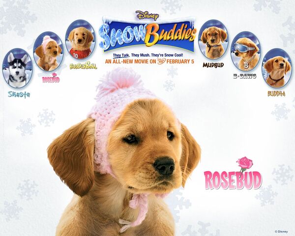 File:Snow buddies rosebud.jpg