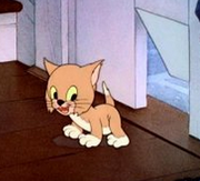 El Gatito