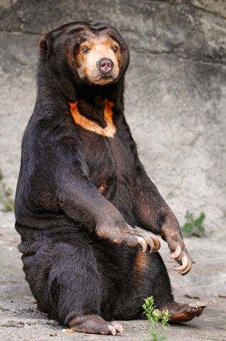 File:Sun Bear.jpg
