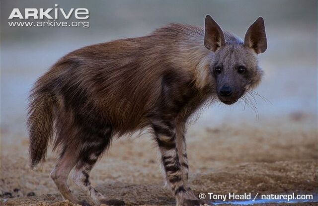 File:Brown Hyena.jpg