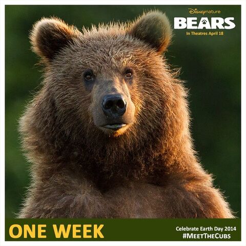 File:Bears One Week Poster.jpg