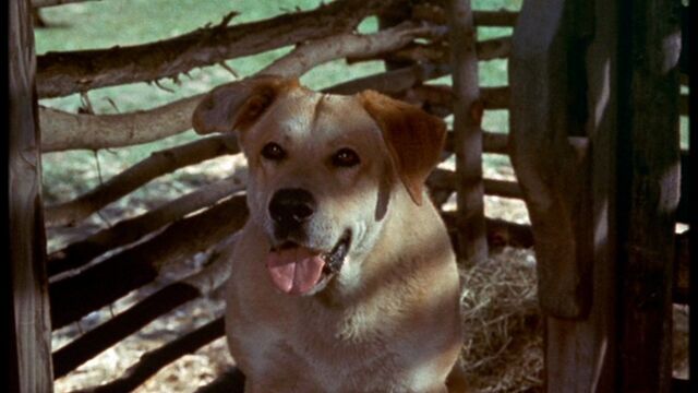 File:Old Yeller pic. 33.jpg