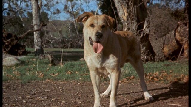 File:Old Yeller pic. 22.jpg