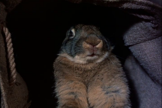 File:Kingbrianrabbit.png