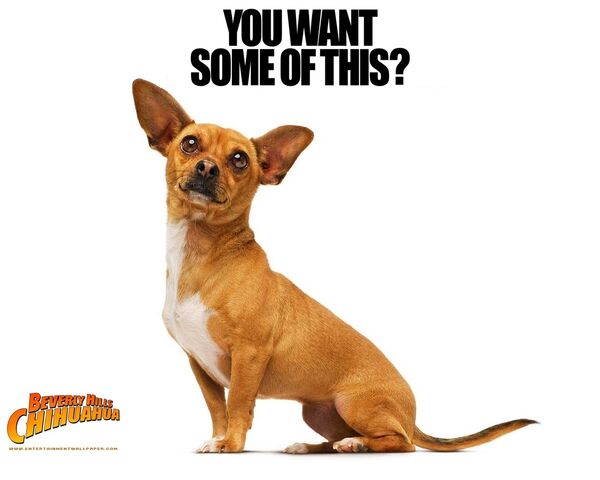 File:Papi-wallpaper-beverly-hills-chihuahua-8669567-1280-1024.jpg