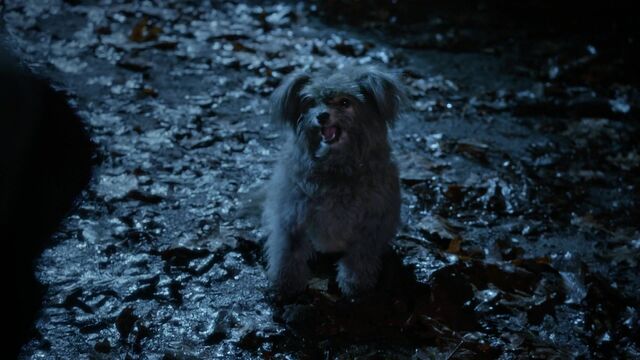 File:Once Upon a Time - 5x18 - Ruby Slippers - Toto.jpg