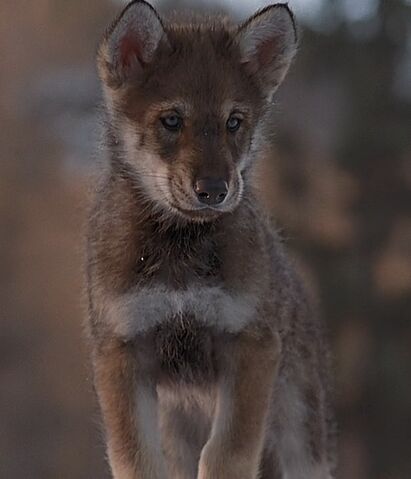 File:Whitefang1991720phdtvdd.jpg