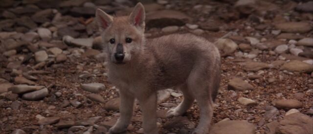 File:Baby Grey Brother.jpg