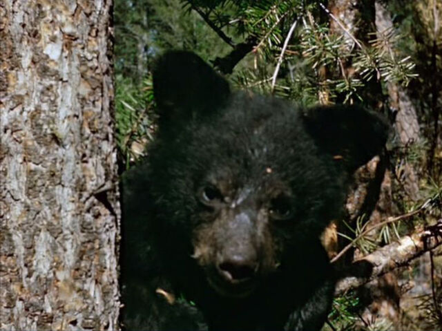 File:Tumblr milctfNDuG1qhcrb0o1 r1 1280.jpg