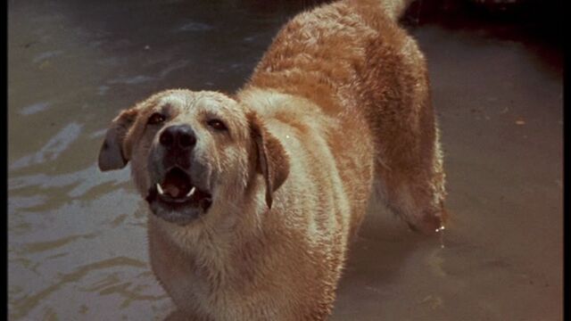 File:Old Yeller pic. 6.jpg
