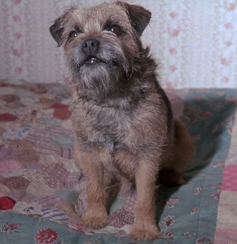 File:Toto.png