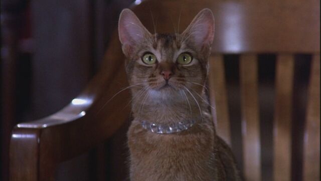 File:The-Cat-From-Outer-Space-Jake.jpeg