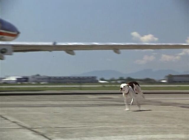 File:Homeward-bound2-disneyscreencaps.com-1477.jpg
