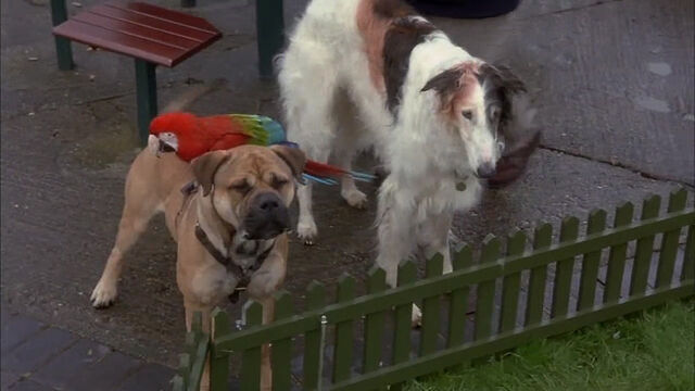 File:102-dalmatians-disneyscreencaps com-4176.jpg