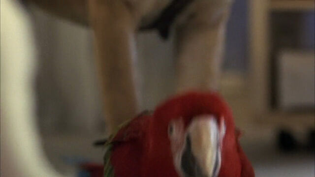 File:102-dalmatians-disneyscreencaps com-4732.jpg