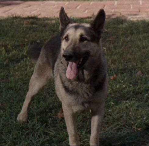 File:Andromeda dog.jpg
