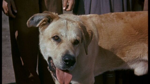 File:Old Yeller pic. 31.jpg