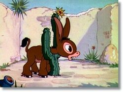 Burro