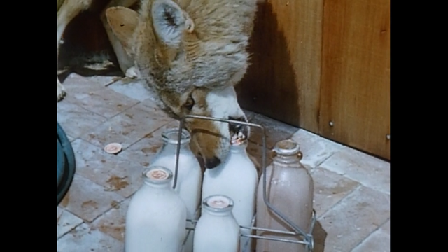 File:Coyote drinking some milk.png